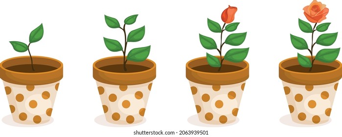 progressively growing rose vector illustration