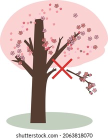 Está prohibido romper las ramas de las flores de cerezo.