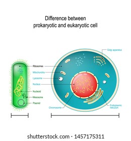 Prokaryote vs Eukaryote. Differences between Prokaryotic and Eukaryotic cells. vector diagram for education, medical, biological and science use