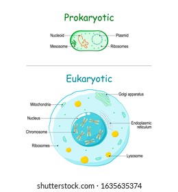 Prokaryote vs Eukaryote. illustration of eukaryotic and prokaryotic cell with text. Differences between Prokaryotic and Eukaryotic cells. vector diagram for education, medical, biological and science
