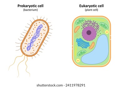 Prokaryotische Zellen (Bakterien) und eukaryotische Zellen (Pflanzenzellen).