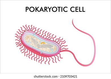 prokaryotic cell diagram vector illustration