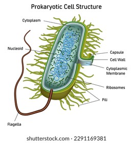 Prokaryotic Cell Structure Chart, Vektorgrafik, Online-Unterrichtsmaterial. Englischer Übersetzungstext