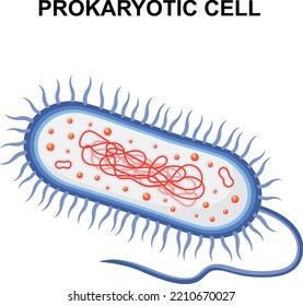 Prokaryotic Cell Structure Colorful Flat Vector Illustration