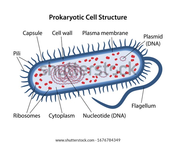 Prokaryotic cell structure with corresponding\
designations. Microbiology. Vector illustration in flat style\
isolated over white background.\
