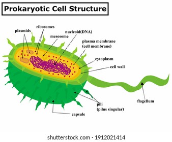 Prokaryotic Cell Structure Diagram. A Bacterial Anatomy.A Prokaryote Is A Cellular Organism.