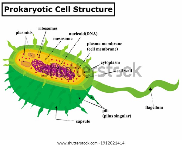 Prokaryotic cell structure diagram. A\
bacterial anatomy.A prokaryote is a cellular\
organism.