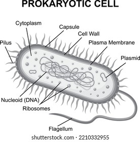 Prokaryotic Cell Structure Diagram With Cross Section Labeled Scheme Grayscale Flat Vector Illustration