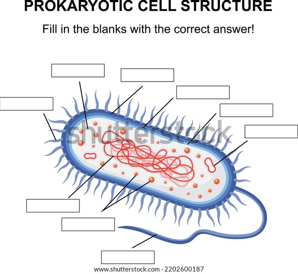 Prokaryotic Cell Structure Diagram Cross Section Stock Vector Royalty Free 2202600187 4677
