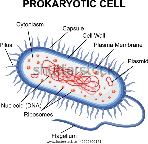 Prokaryotic Cell Structure Diagram Cross Section Stock Vector Royalty Free 2202600191 5481