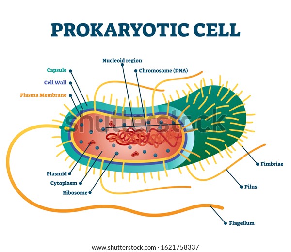 Prokaryotic cell structure diagram, vector\
illustration cross section labeled scheme. Microbiology science\
educational information. Micro organism research and bacteria\
study. Cell elements\
example.