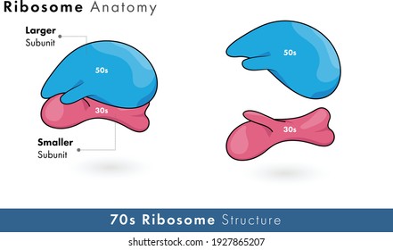 prokaryotic ribosome structure with its 50s and 30s subunits in white background