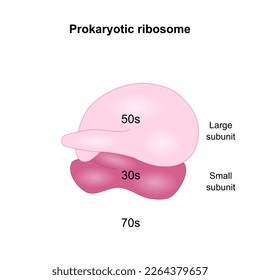 Prokaryotic rimosome with large and small subunits. Vector illustration.