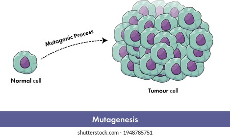 Proliferation Of Human Cancer Cell Due To Mutagenesis Vector Illustration, Mutagenic Event, Tumor Cell Proliferation. 