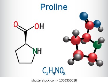 Proline (L- proline, Pro , P) proteinogenic amino acid molecule.  Structural chemical formula and molecule model. Vector illustration 