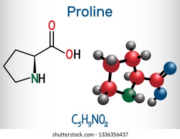 Proline (L- proline, Pro , P) proteinogenic amino acid molecule.  Structural chemical formula and molecule model. Vector illustration 
