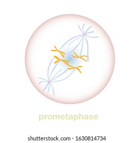 Prometaphase Part Of The Mitosis Cell Cycle Scheme. Object Isolated For Education, For Medical Art Object Stock Vector Illustration