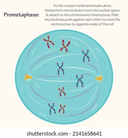 prometaphase meiosis