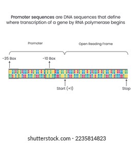 Ilustración vectorial de las secuencias de ADN promotoras