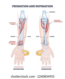 Pronación y supinación término médico para el diagrama de esquema de movimiento de mano. Etiquetado educativo, tanto gestos de palma como indicaciones de rotación, ilustración vectorial. Anatomía de flexión muscular y esquelética humana