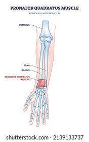 Pronator quadratus muscle with right hand anterior view of muscular and skeletal system outline diagram. Labeled educational arm anatomy with humerus, ulna and radius bone location vector illustration