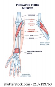 Pronator teres muscle with arm and elbow muscular system outline diagram. Labeled educational scheme with hand skeletal anatomy and ulnar or humeral head location in anterior view vector illustration.