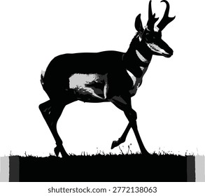 Pronghorn antelope standing on grassy field