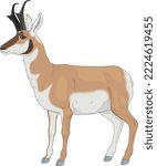 Pronghorn Antelope Standing Vector Illustration