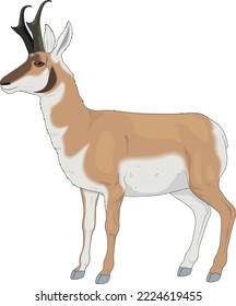 Pronghorn Antelope Standing Vector Illustration