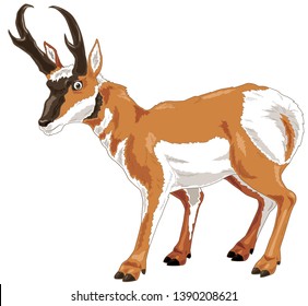 Pronghorn Antilooppi Vector ArtPronghorn Antilooppi Vector Art  