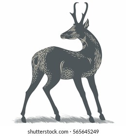 Pronghorn on the grass, illustration, vector