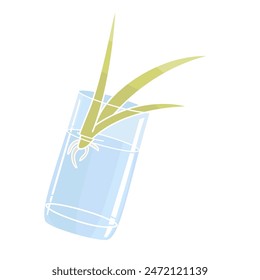 Propagate a baby Spider Plant Chlorophytum in Water