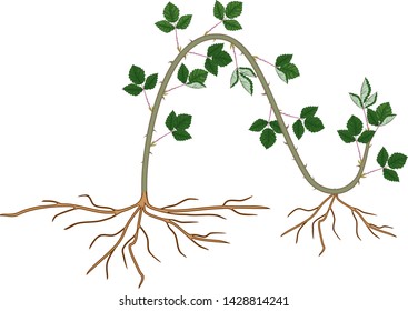 Propagation by layering. Blackberry plant vegetative reproduction scheme isolated on white background