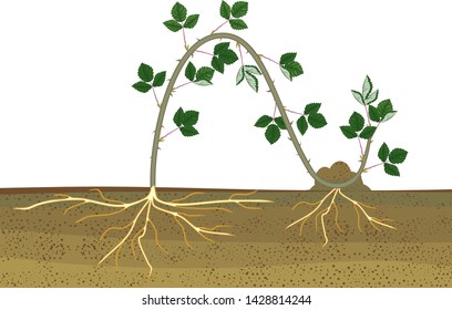 Propagation by layering. Blackberry plant vegetative reproduction scheme isolated on white background