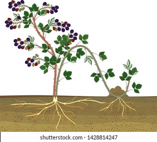 Propagation By Layering. Blackberry Plant Vegetative Reproduction Scheme Isolated On White Background