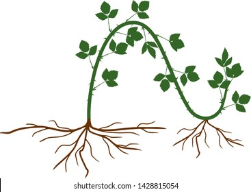 Propagation by layering. Blackberry plant vegetative reproduction scheme isolated on white background