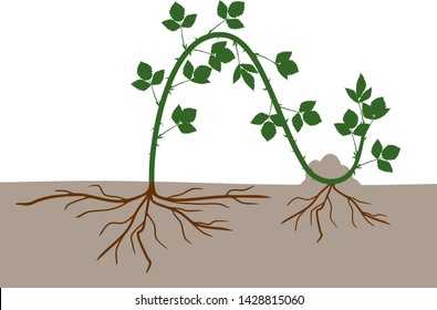 Propagation by layering. Blackberry plant vegetative reproduction scheme isolated on white background