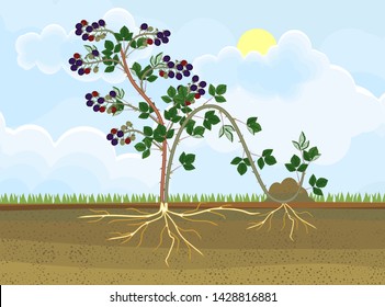 Propagation by layering. Blackberry plant vegetative reproduction scheme