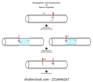  Propagation and Conduction of Nerve Impulse Infographic Diagram including polarization resting potential depolarization action re-polarization neurology biology physiology science education vector