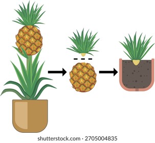 Propagação do ananás por torção da coroa folhosa de um fruto maduro de ananás