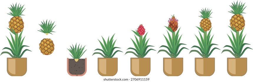 Propagation of pineapple by twisting off the leafy crown from a ripe pineapple fruit.Pineapple plant (Ananas comosus) growth stages from young plant to mature fruiting plant with ripe pineapple fruit	
