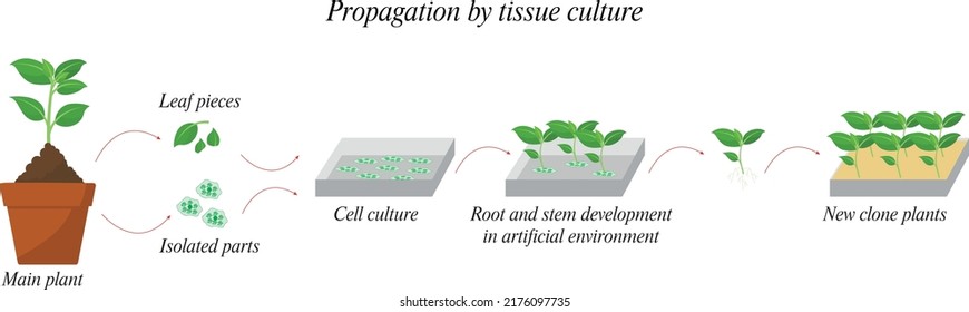 Propagation scheme with tissue culture