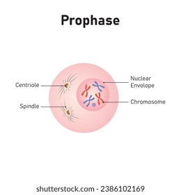 Diseño científico del diagrama de células profásico. Ilustración vectorial.