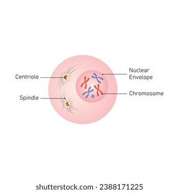 Diseño científico del diagrama de células profásico. Ilustración vectorial.