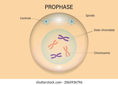 Prophase. Cell Division. Cell Cycle.