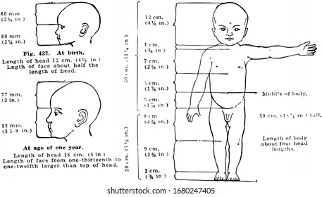 Proportions Health Childs Body Head Size Stock Vector (Royalty Free ...