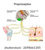 Proprioception. Body position sense. Muscle spindles, Golgi tendon organs. Joint receptors. Somatosensory input and postural control. Vector illustration