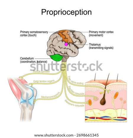 Proprioception. Body position sense. Muscle spindles, Golgi tendon organs. Joint receptors. Somatosensory input and postural control. Vector illustration