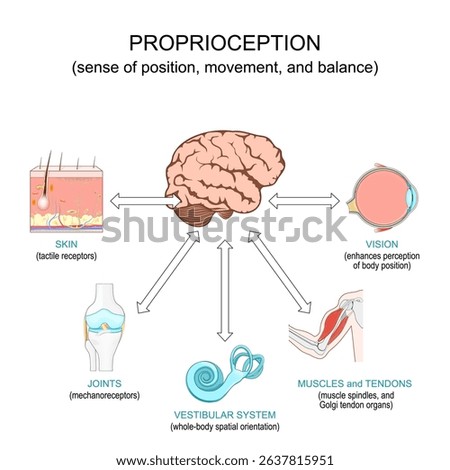 Proprioception. Sense of position, movement, and balance. Tactile receptors in skin, mechanoreceptors in knee joint, orientation and Vestibular system, muscle spindles, and Golgi tendon organs, Vision