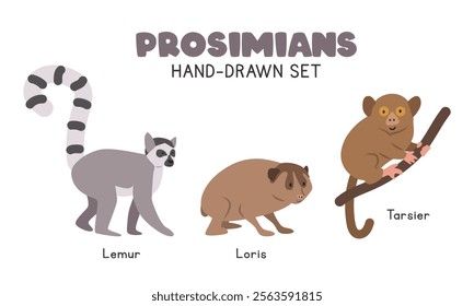 Prosimians cartoon clipart set. Lemur, loris, tarsier vector illustrations in flat style. Hand-drawn wild animals concept